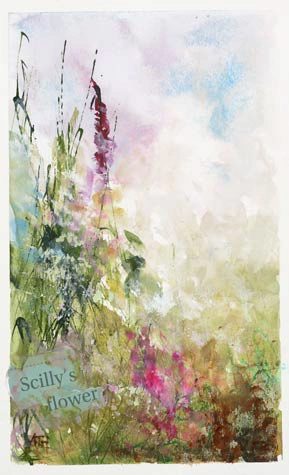Summer Flowers on Scilly by Amanda Hoskin